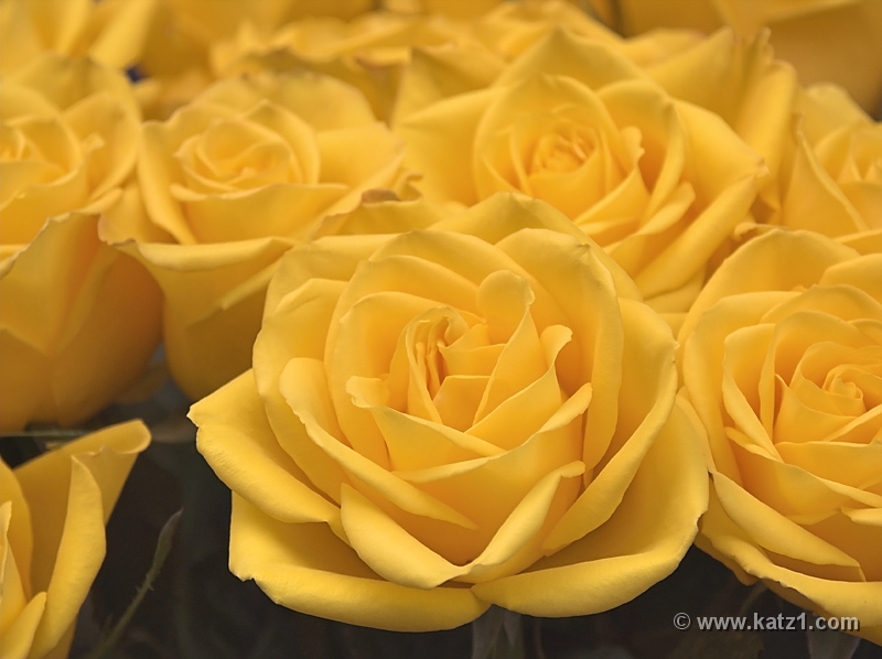 Yellow Roses 1